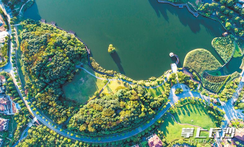 俯瞰城北星月湖社区公园，高低错落的植被与游道犹如一片城市“绿肺”。