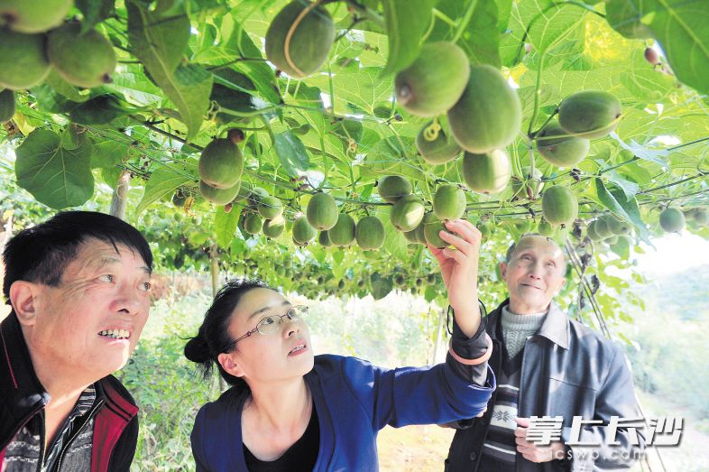 浏阳市淳口镇农民在种植大户带领下种植了1000多亩罗汉果，今年喜获丰收。长沙晚报记者 贺文兵 摄