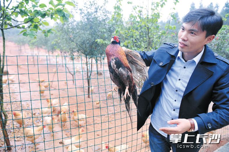 谢杰的合作社如今不但养土鸡，还引进了野鸡等观赏性禽类。 长沙晚报记者 小刘军 摄