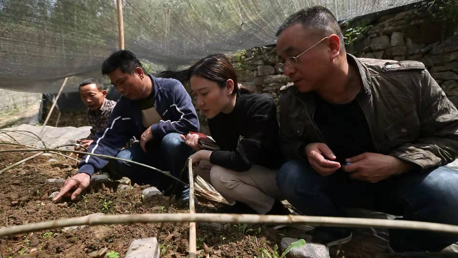 芙蓉区驻靛房镇扶贫队的几位队员和彭英龙（左一）一起查看羊肚菌生长情况。 均为受访者供图
