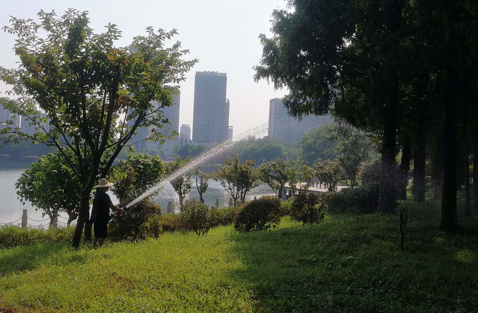 高温中，园林工人为干渴的树木、草坪和鲜花浇水时，空中掀起道道水波长虹。