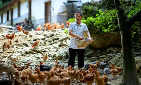葛家园村贫困户梁花林在喂养土鸡。均为长沙晚报通讯员 邓霞林 摄