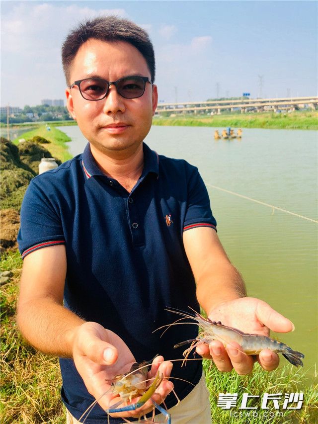 引入清澈的捞刀河水，无需净化，陈辉华养出肥美的罗氏虾。 全媒体记者 李卓 摄