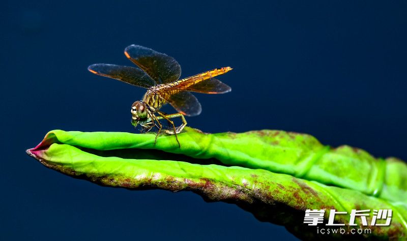 蜻蜓吃杜娘的特写。长沙晚报全媒体记者 陈飞 摄