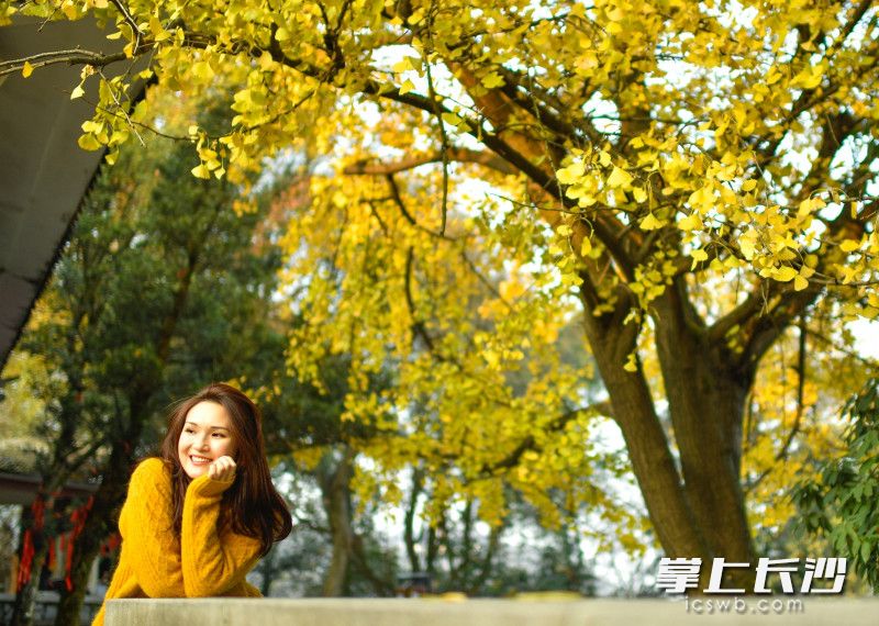 一位女孩正在云麓宫的金色银杏下拍照。