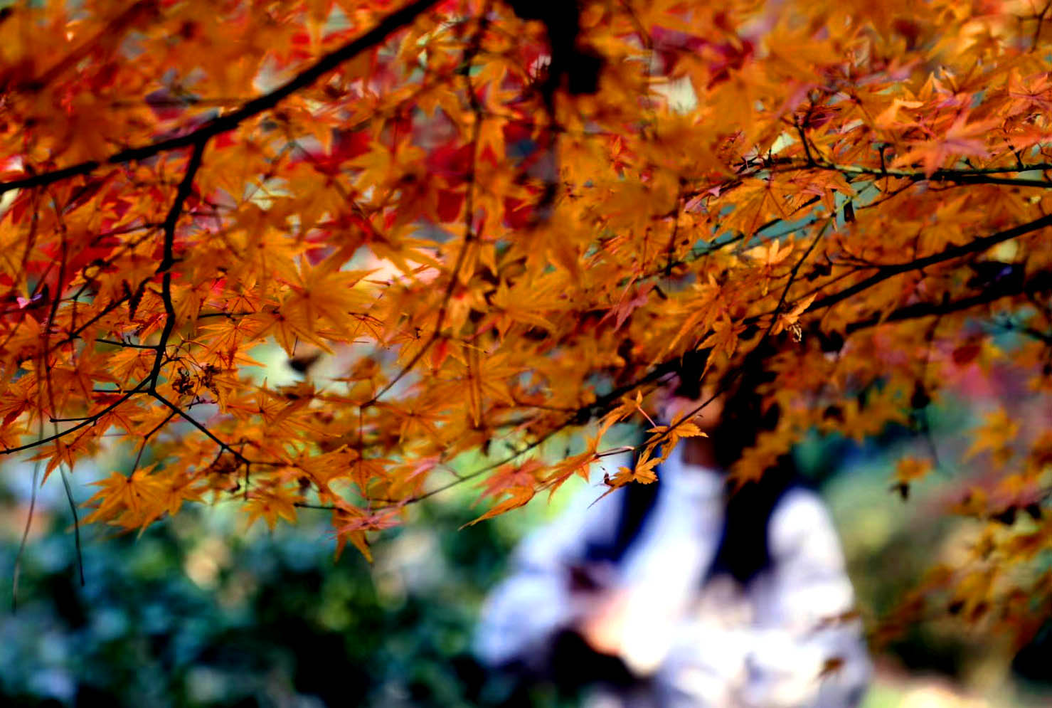 省森林植物园内，150余种彩叶树种集中变黄，转红，展现出层林尽染的彩叶世界。长沙晚报全媒体记者 周柏平 通讯员彭炜摄影报道