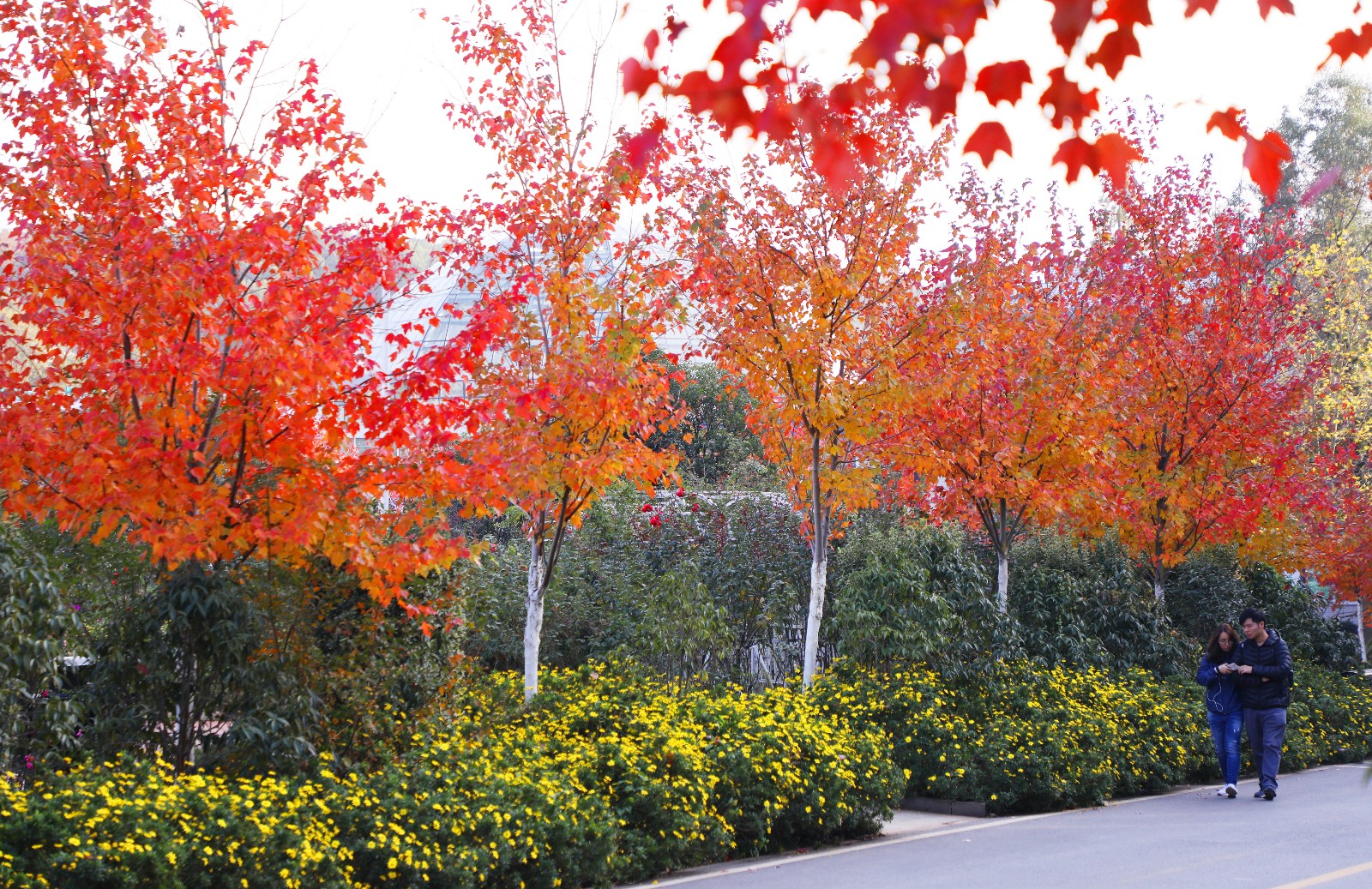 省森林植物园内，150余种彩叶树种集中变黄，转红，展现出层林尽染的彩叶世界，成为市民、游客拍照的打卡地。长沙晚报全媒体记者 周柏平 通讯员彭炜摄影报道