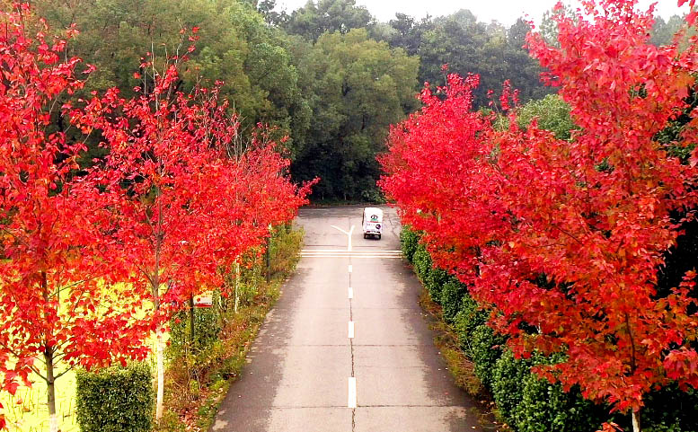 省森林植物园内，彩叶树种集中变黄，转红，展现出层林尽染的彩叶世界。长沙晚报全媒体记者 周柏平 通讯员彭炜摄影报道