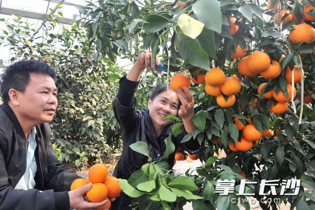 周慈英夫妇历时5年培育出新型柑橘湘南红，在这个冬天迎来了丰收。全媒体记者 贺文兵摄