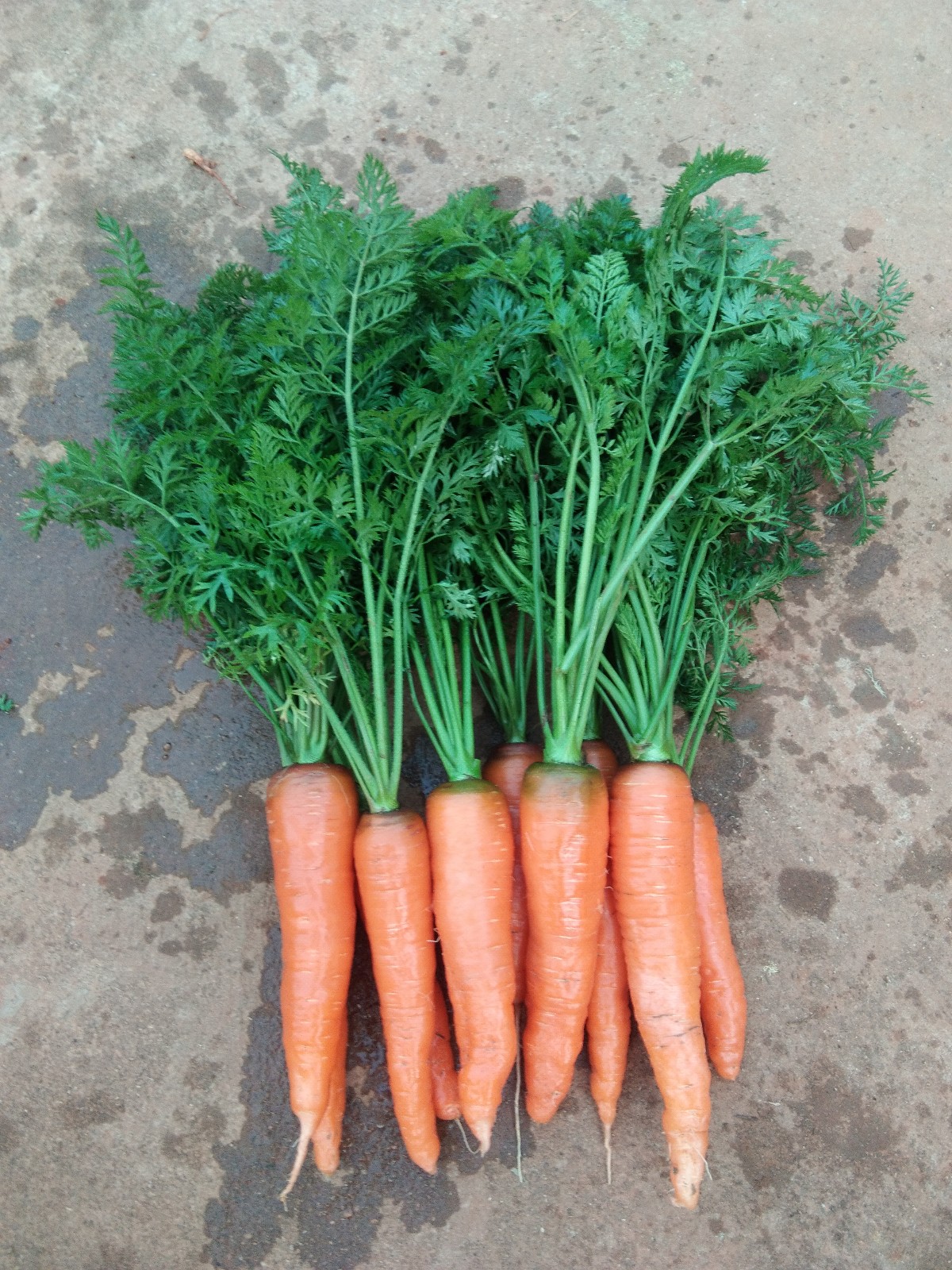 相比外地胡萝卜，干子村产的品种口感更好，更绿色健康。