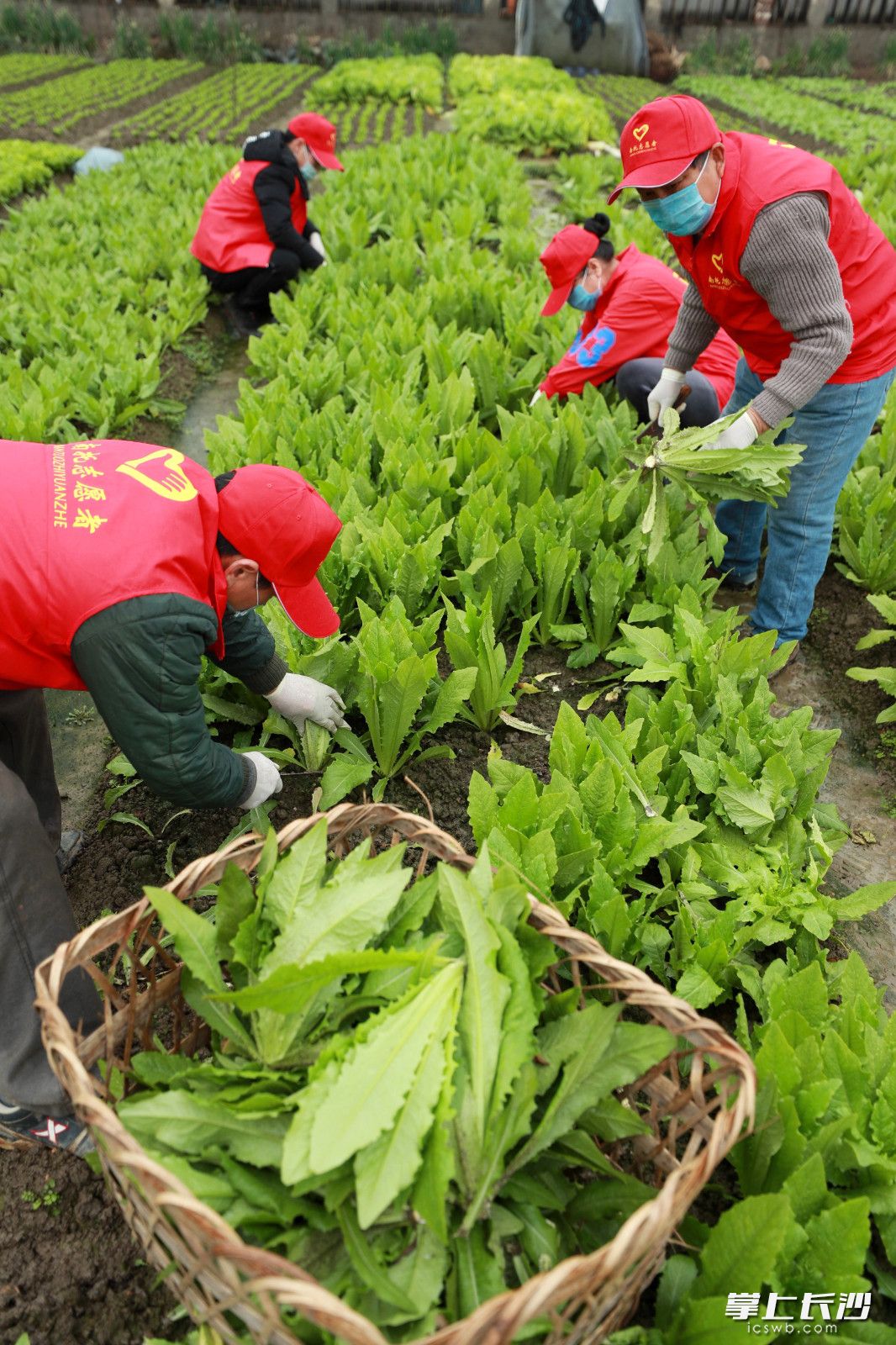 今晨，志愿者在志愿者在天心区沿江村益农信息社基地采摘蔬菜。长沙晚报全媒体记者石祯专 余劭劼 摄影报道