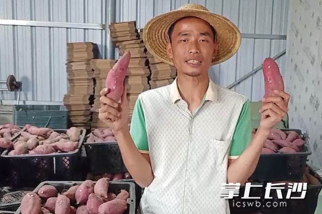 海南农户推荐自家的地瓜，在拼多多平台三天销售8.6吨。