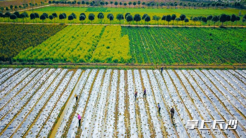 位于长沙县春华镇的蔬菜基地里，20多名工作人员正在600亩的速生叶类菜田里盖膜。长沙晚报通讯员 章帝 摄。