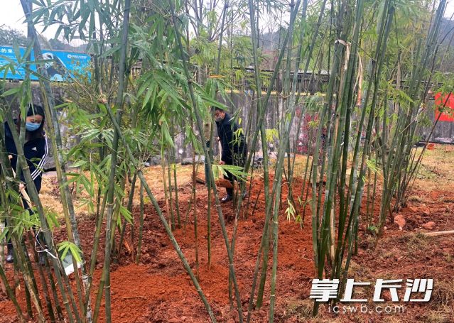 今日，100多株粉单竹种植在了长沙生态动物园扩建中大熊猫馆的周边。长沙晚报全媒体记者 周柏平 通讯员 刘姝伶 摄影报道