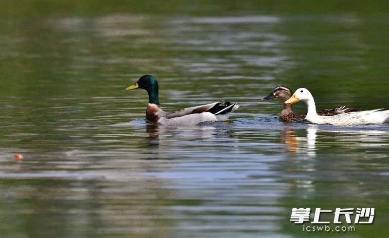 西湖中自由自在游弋的鸭群。