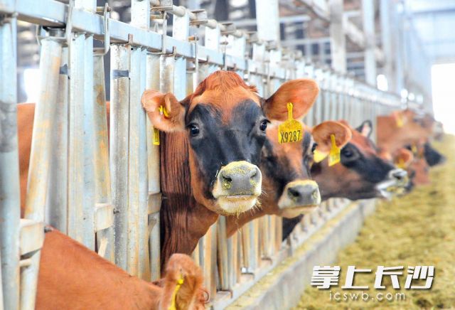 牧场存栏奶牛达到2000头。