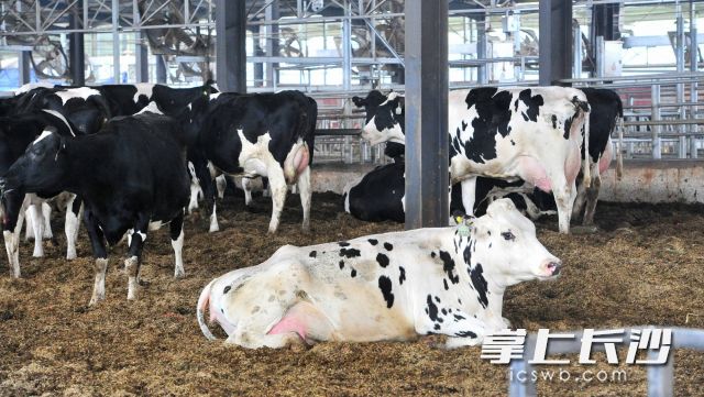 牧场的每一头奶牛都是从澳洲进口。