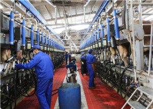 存栏2000头奶牛每天产奶量达15吨，宁乡经开区优卓牧业全面恢复生产