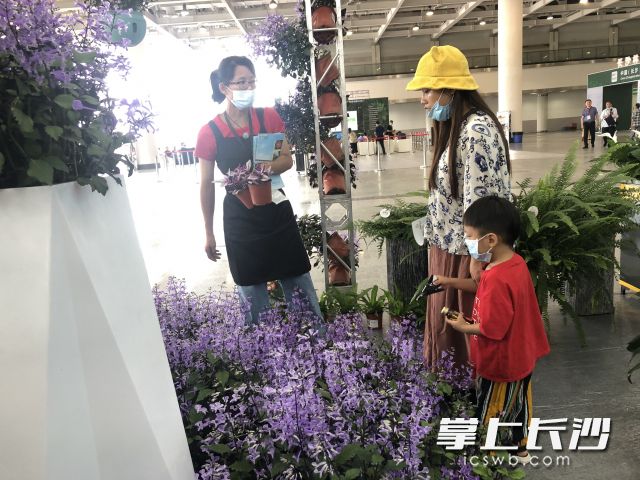 薰衣草“吸睛”，前来参展的市民兴致勃勃赏花、识花。