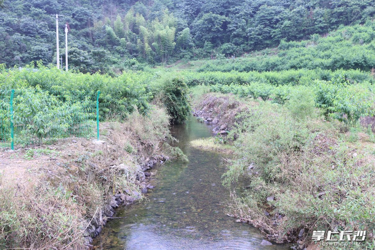 小河两岸昔日因洪水冲刷变成荒滩，如今已成为桃源村的产业扶贫水果基地。