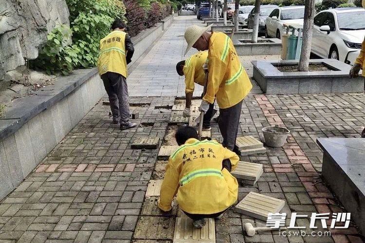 市政工人对芙蓉北路人行道路砖进行修复。
