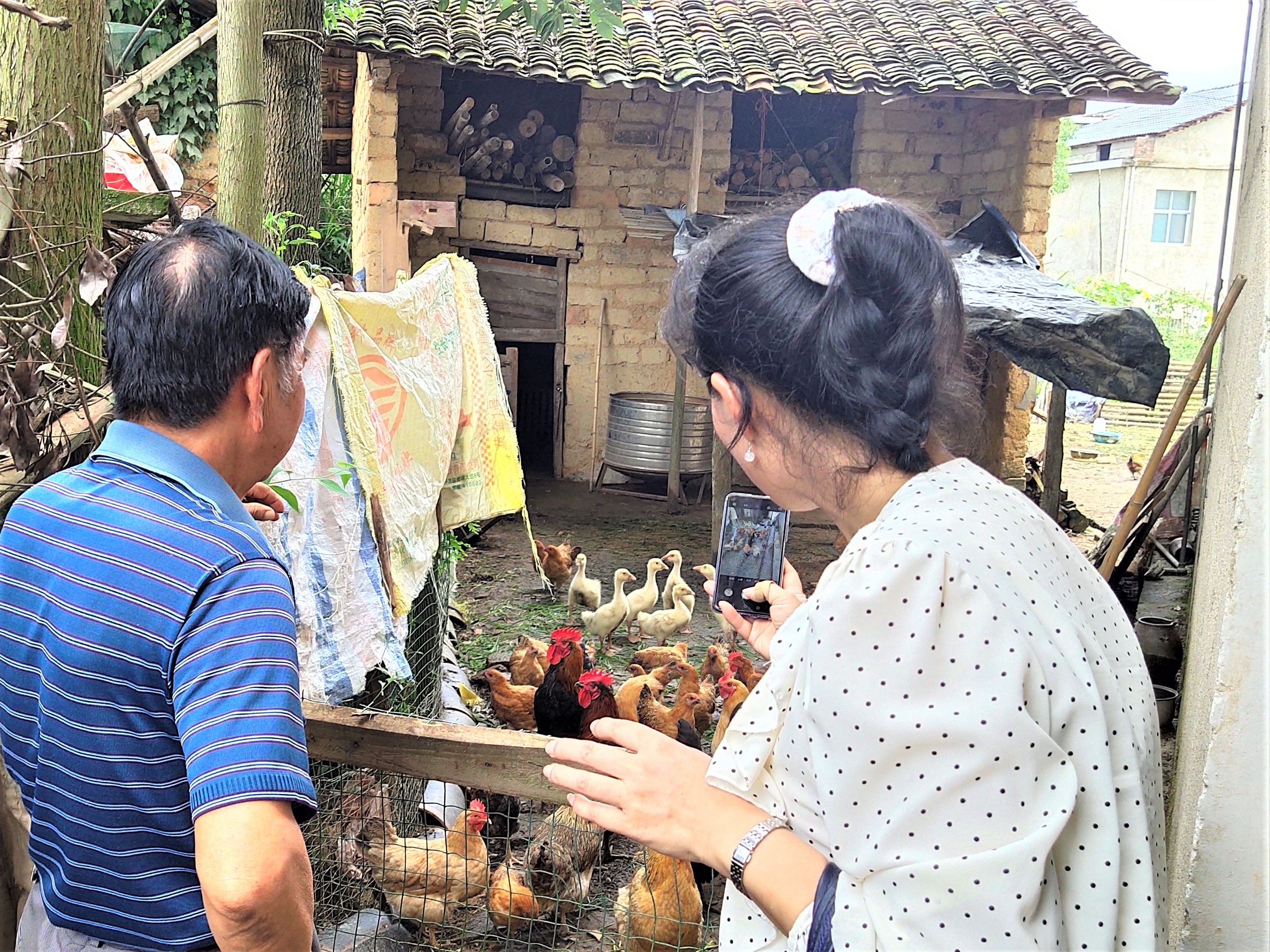 在宁乡灰汤镇新风村，帮扶工作队为贫困户发放鸡苗，帮助贫困户走上自力更生之路。