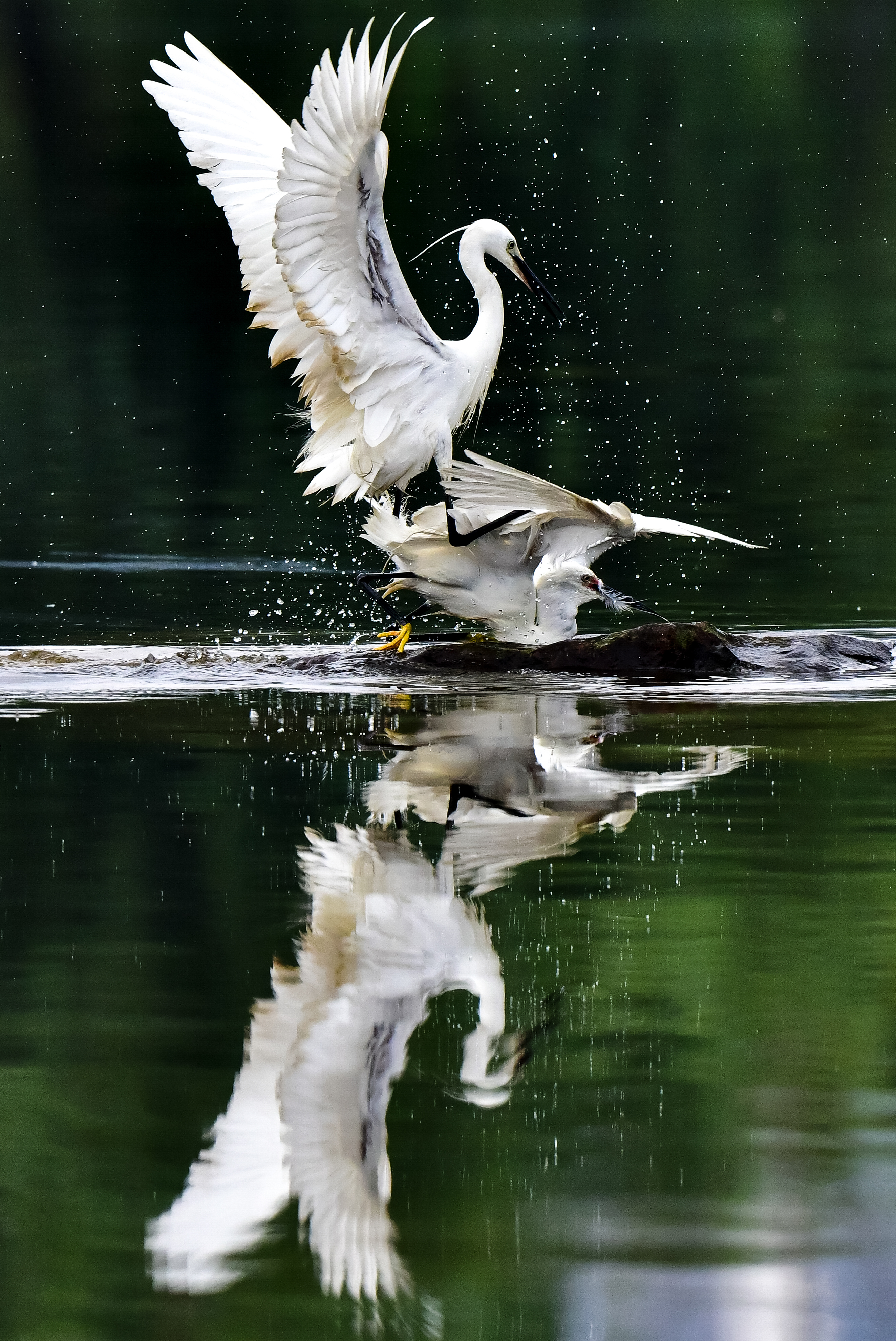 湖水中间，两只争斗的白鹭打破了湖面的宁静。