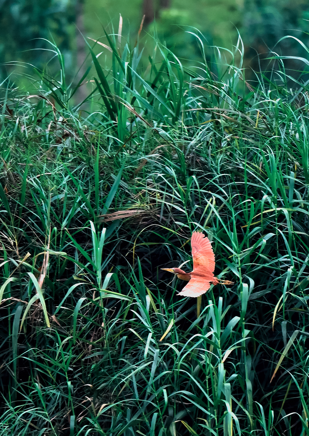 一只深红色的栗苇鹣正在岸边水草中飞速掠过。