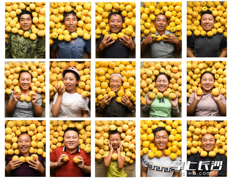 龙山县洗车河镇，黄桃丰收的季节，黄桃种植户、合作社农户、消费者、扶贫干部、直播网红一起的特殊黄桃“肖像”。