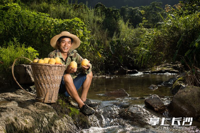 尚本祥是第一个带头种黄桃的村主任。在三个堡基地，他已经完成了100亩的黄桃种植。