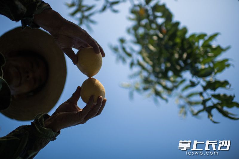 今年是三个堡种黄桃的第四年，也是丰产的第一年。每摘下一个桃子，对于他来说都是一个惊喜。