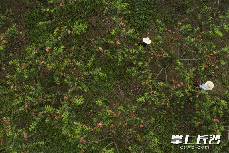 2016年，秦德荣在吉首种香菇遭遇洪水，心灰意冷地回到老家。在望城区帮扶工作队的帮助下，2017年底，他种植了30亩黄桃。去年，秦德荣的黄桃首批挂果，收入6万多元，家庭情况慢慢好了起来。