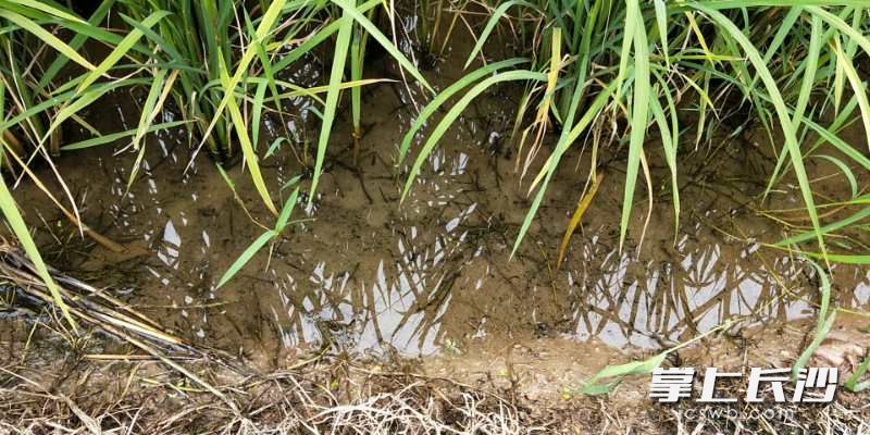 晚稻田间，气象专家指导农户灌深水为水稻保温。