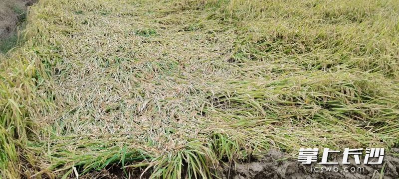 连绵阴雨已导致长沙大面积的水稻出现倒伏。均为王向供图
