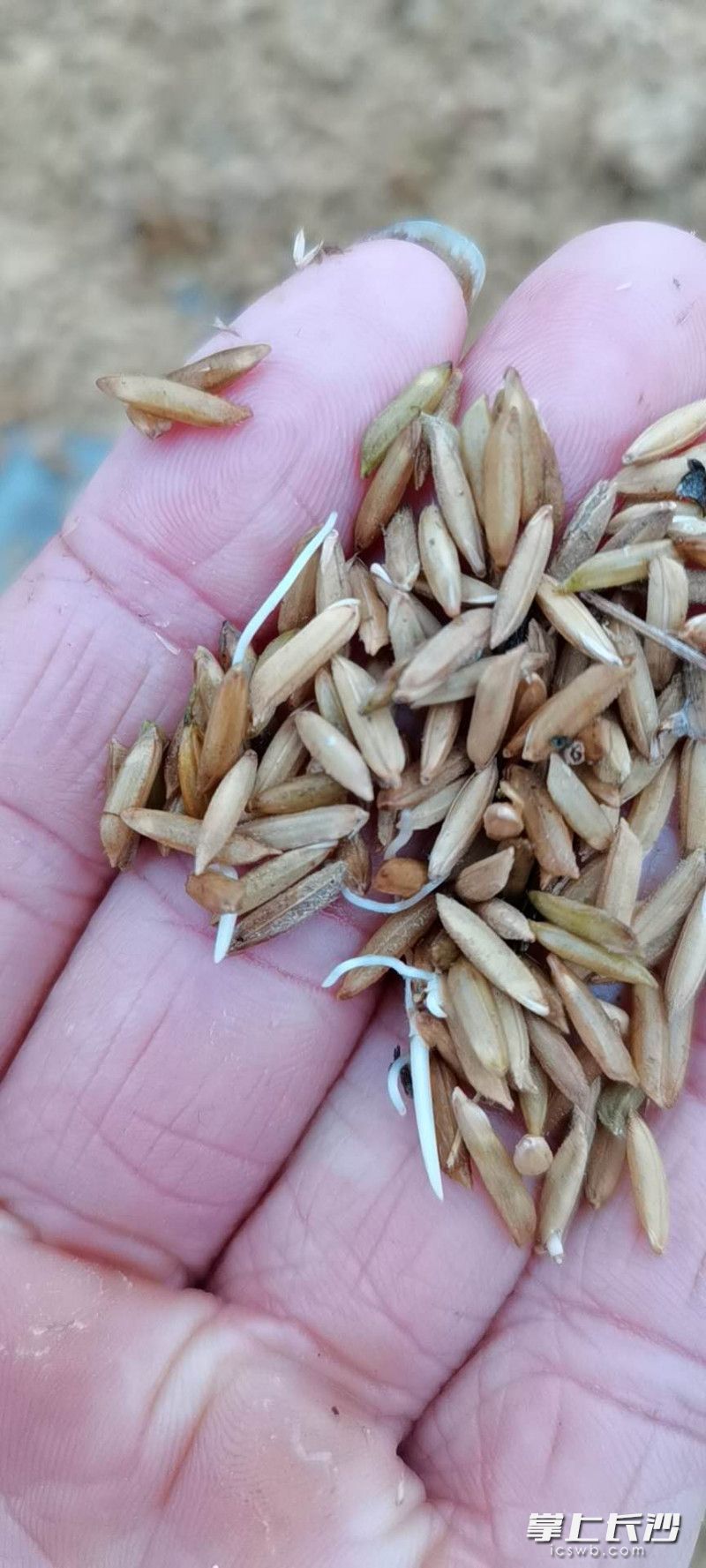 长沙的连续低温阴雨已造成抽穗扬花受阻，茎穗难以受精，约5%稻穗出现褐色，导致空秕粒增加。