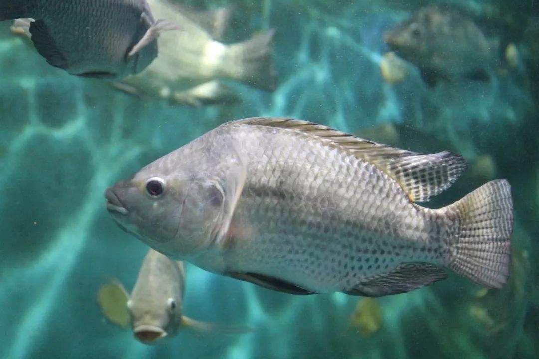 罗非鱼是热带鱼，在寒冷天气很难存活。资料图片