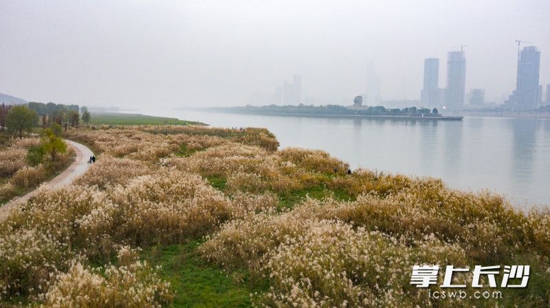 湘江西岸，成片的芦苇地，白茫茫一片。长沙晚报全媒体记者 邹麟 摄