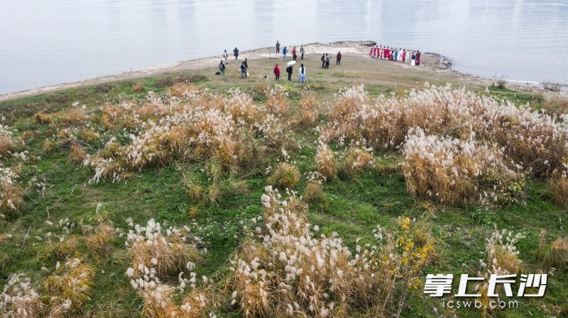 湘江西岸，成片的芦苇地，白茫茫一片，游客和摄影爱好者们正在拍照。长沙晚报全媒体记者 邹麟 摄