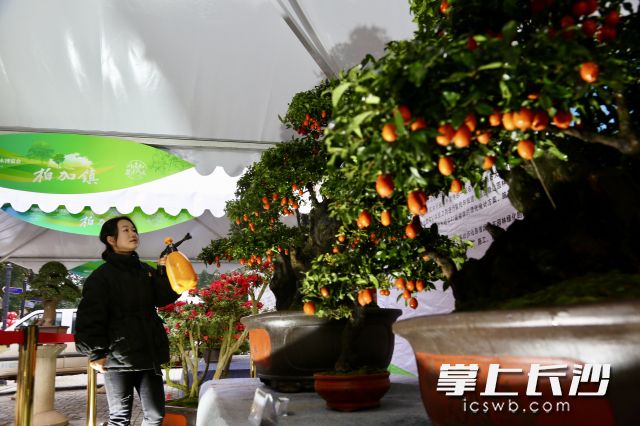 当地花农展出的造型“金弹子”树，植株上挂满了橙红的果实，据称树型大者售价为几万元。长沙晚报通讯员 刘珂 摄