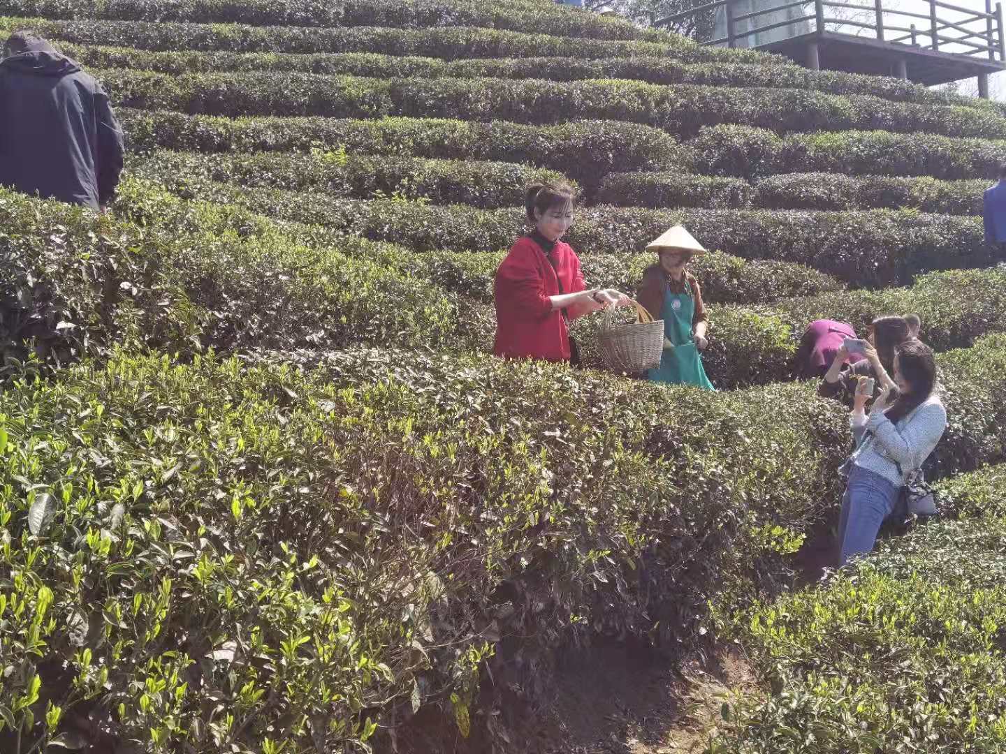 青青茶园嫩芽初露，游客穿梭茶垄间，双手飞舞，嫩绿的茶叶飞入篓中。  均为长沙晚报全媒体记者朱华摄