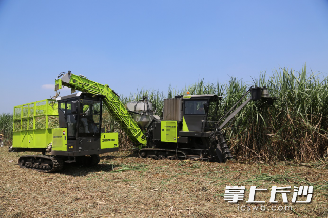 中联重科AS60T履带式甘蔗收割机及配套产品联合作业。