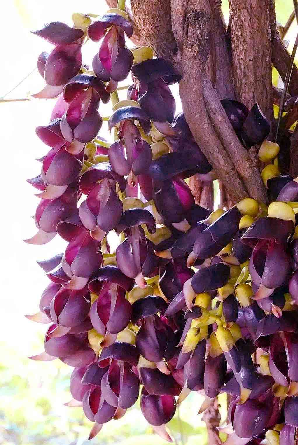 常春油麻藤上一朵朵深紫色的花儿，密密麻麻的挂在枝上，如同小雀在开会。图片均为长沙晚报全媒体记者 贺文兵 摄