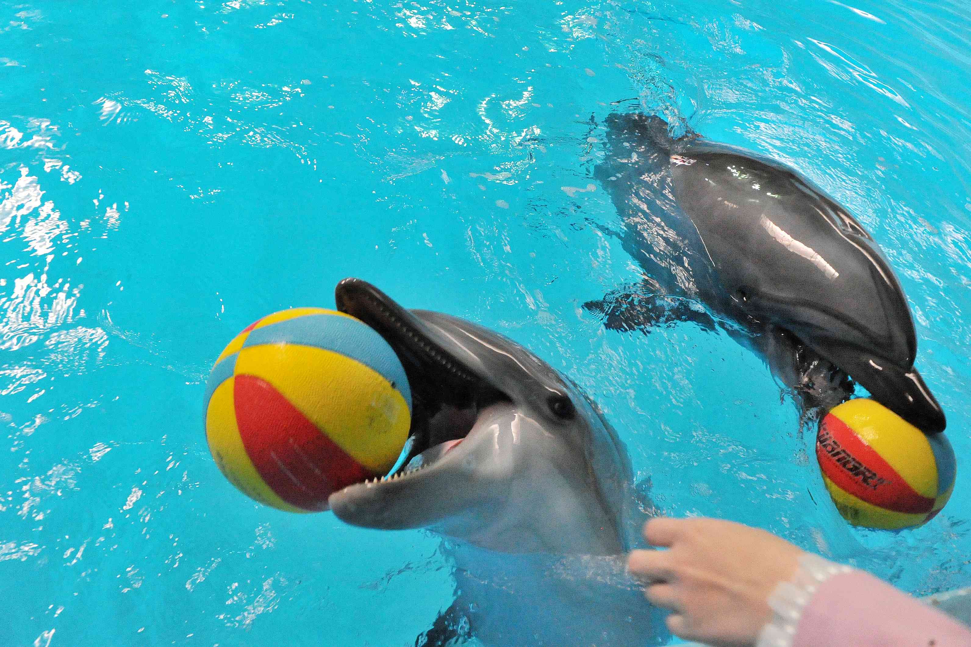 长沙海底世界第4例在人工饲养环境下成功繁育的小海豚（左）今日迎来自己的一周岁生日。图片均为长沙晚报全媒体记者 贺文兵 摄
