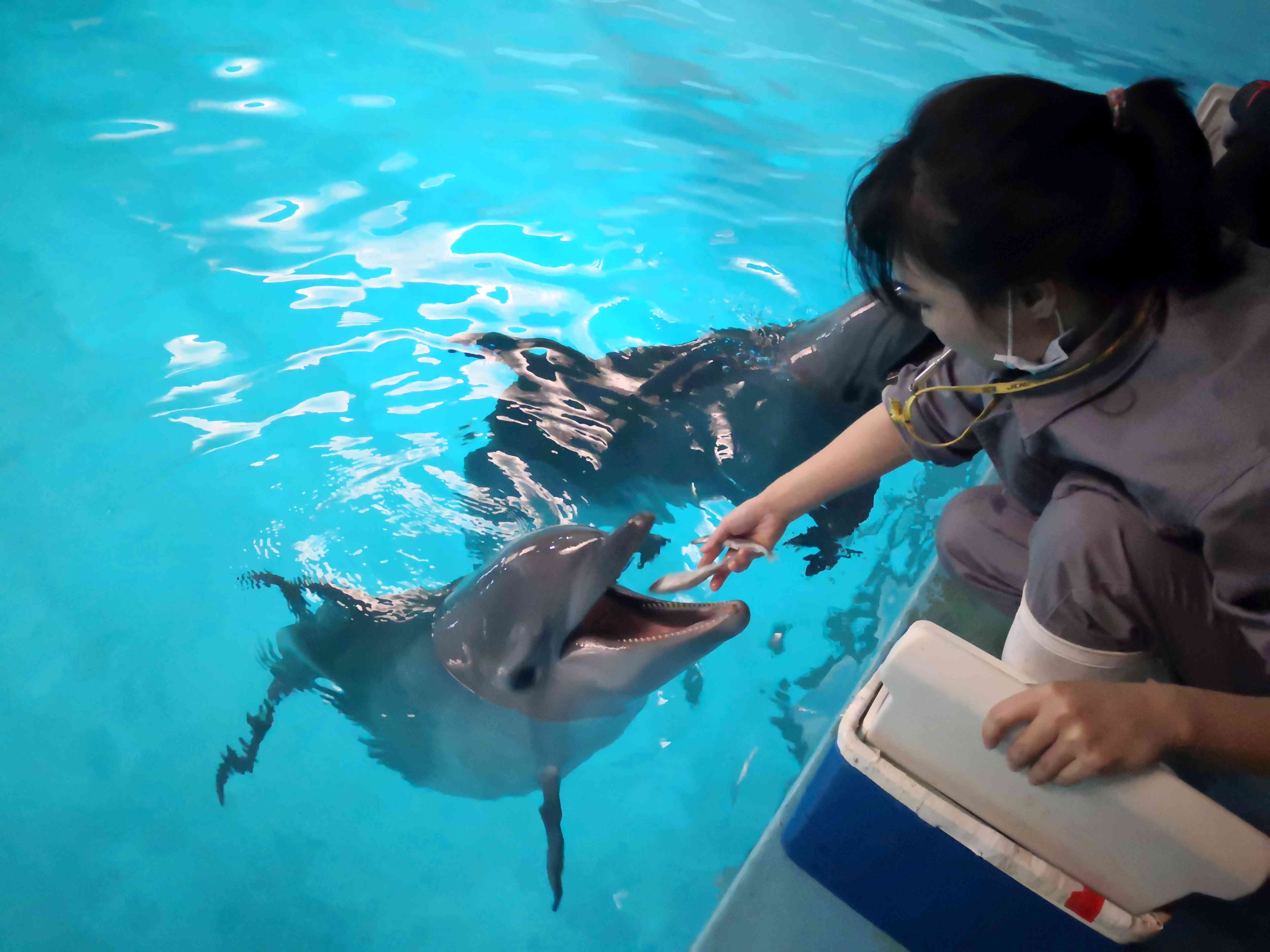 饲养员在给小海豚喂食。