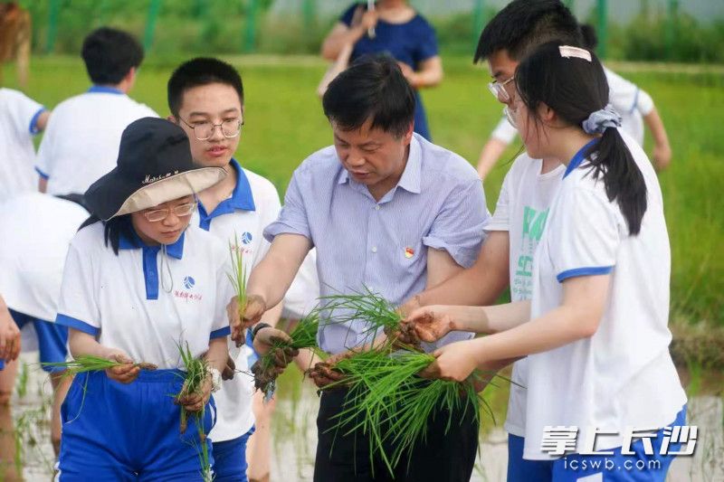 16日下午，湖南师大附中校长谢永红（中）在田里教学生插秧。均为学校供图