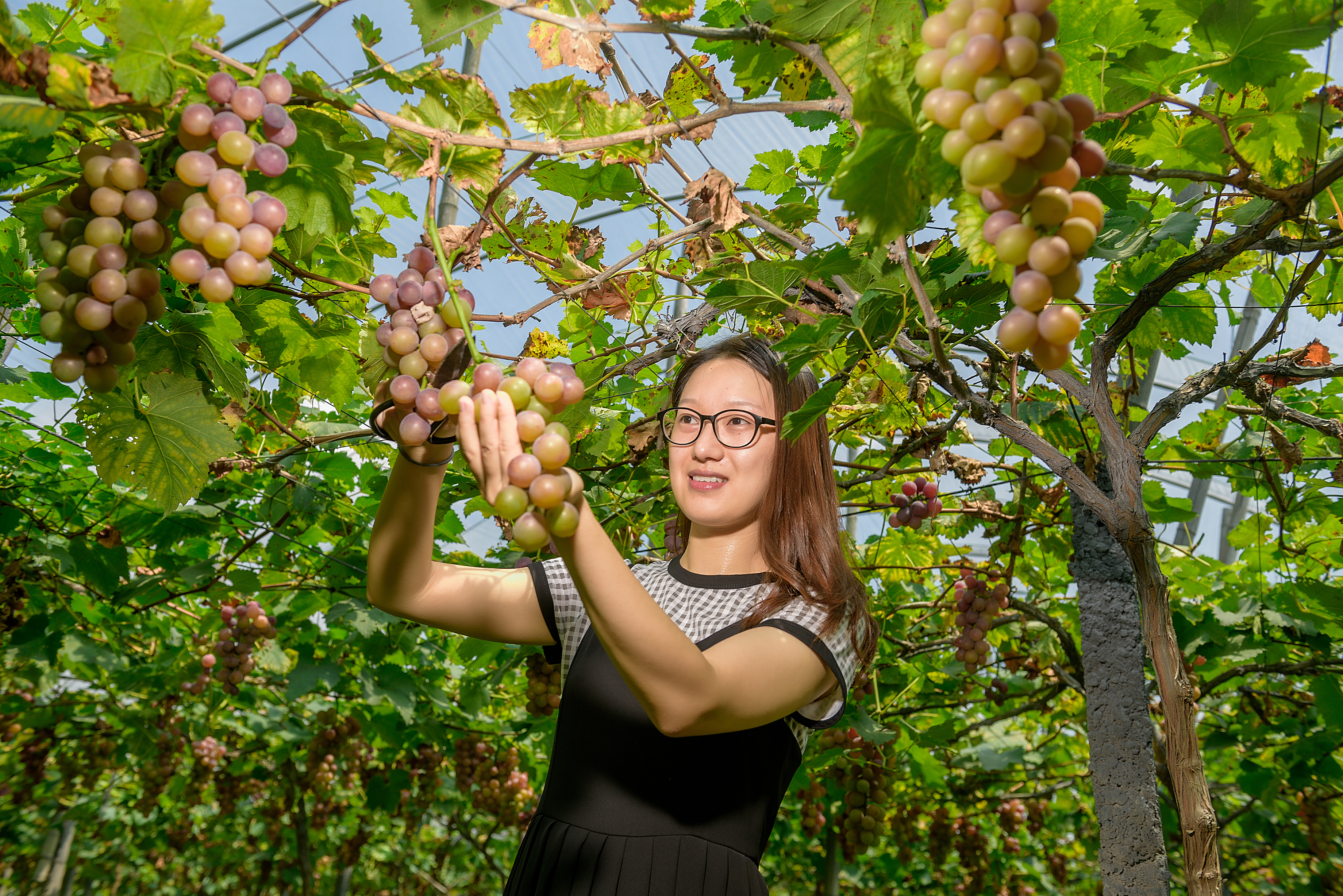 龙墈果园里，正值上市季节的葡萄饱满诱人。