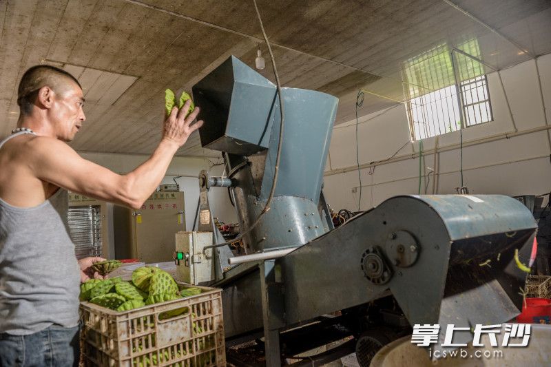潭湾村白莲加工厂，经过机器去蓬、剥皮、烘干等环节，干莲子每公斤能卖到60元。