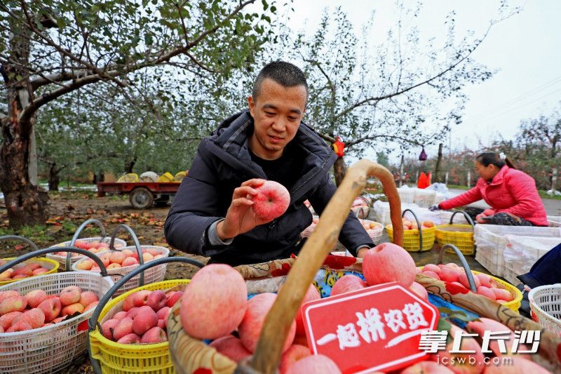 ▲今年的苹果采摘季，王琦首批计划收购50万斤的洛川苹果。（李云丰 摄）