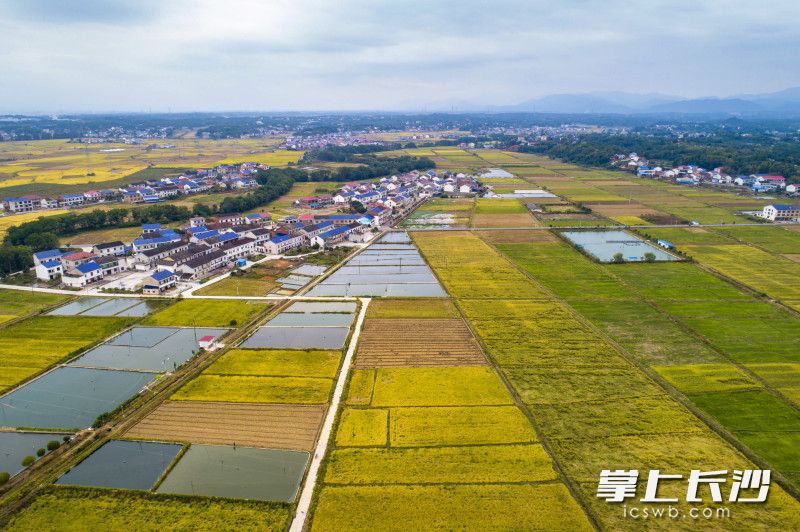 浏阳市北盛镇马战村，成片的稻田让人满眼金黄。