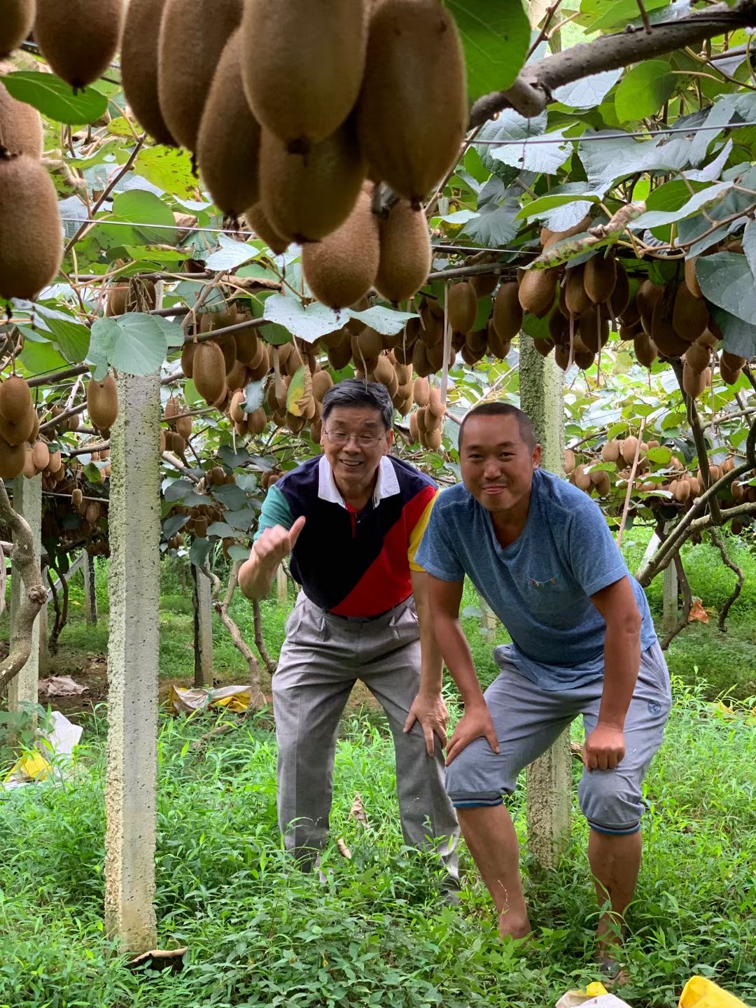 张永康教授在硕果累累的湘西猕猴桃种植基地为农民朋友点赞。